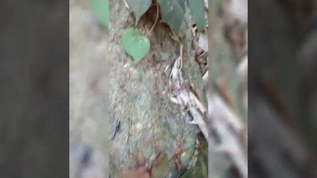 Hunting Ornamental Plants in the Forest Part 5 (Rainforest of Central Luzon Phillipines)
