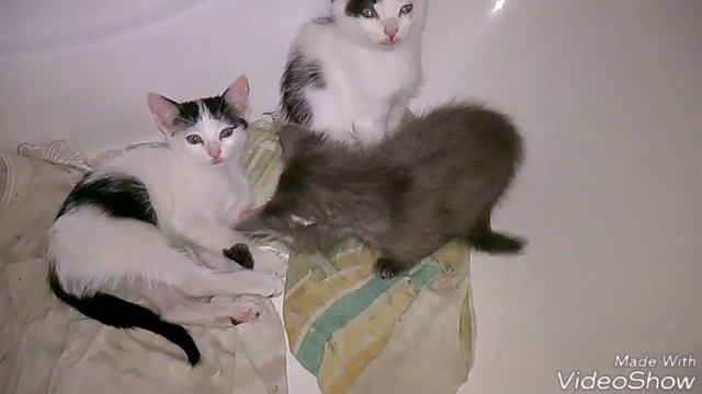 Котята едят в ванной