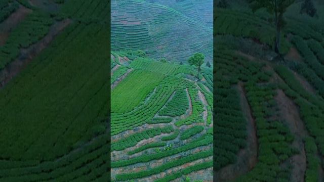 плантации чая в Аньси (Китай)