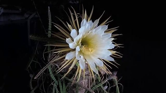 В оранжерее Ботанического сада #СПбГУ распустился редкий кактус «Царица ночи»