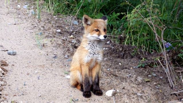 Воробьиный сыч, лисенок, белка и зяблик. видео смонтировано с помощью ИИ