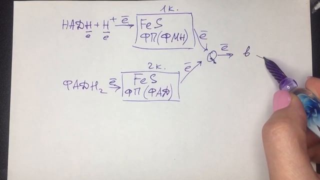 Тканевое дыхание. Ч. 1. Строение дыхательной цепи митохондрий. Биохимия