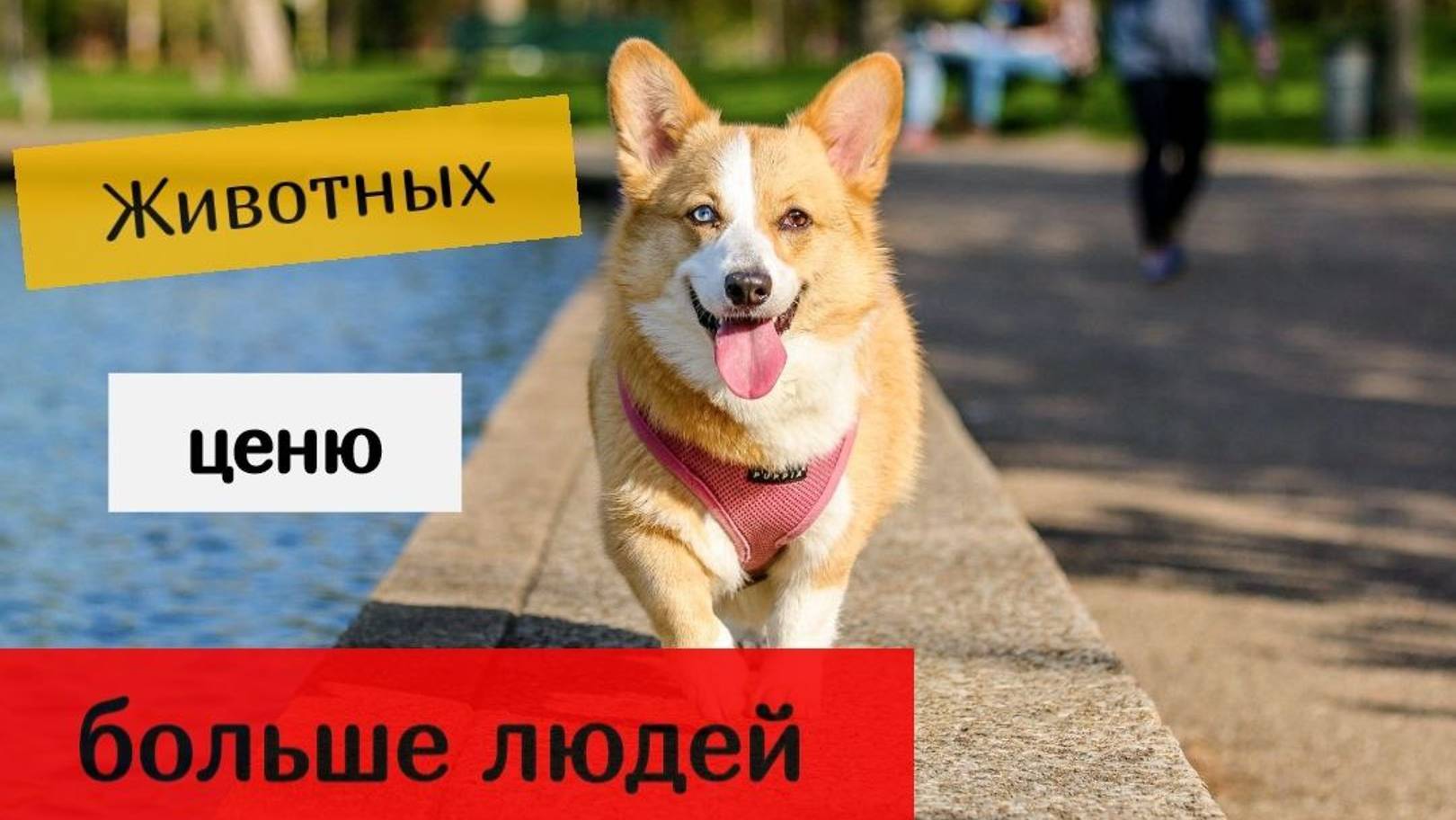 У меня нет чувств. Что со мной не так? Мне не жалко людей. Разбор психолога
