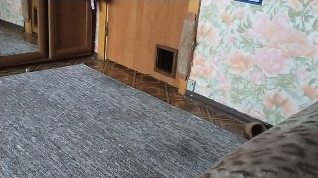 Как наказать кота? 😿🐱🤔
