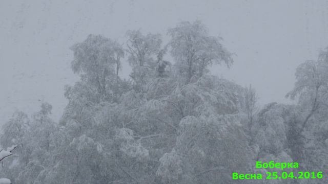 Весна в КАРПАТАХ  25.04.2016