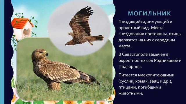 Птицы Красной книги города Севастополя