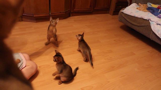 Абиссинские котята Aby cats family Помет Н