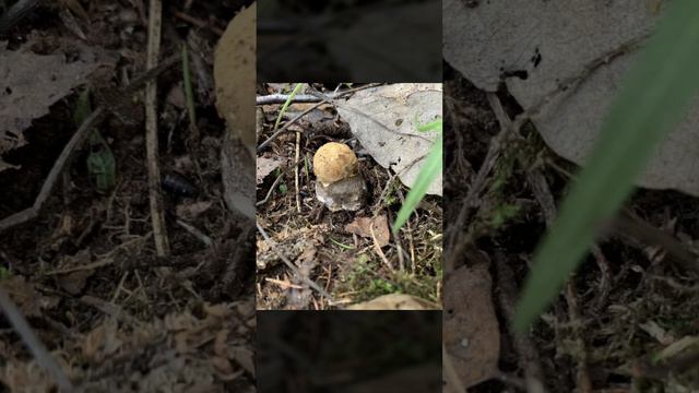 Первые грибы в Светогорске!😀Фото от грибников!👍
