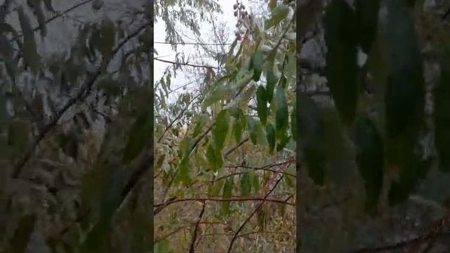 fishing рыбалка маслина дикая лох узколистый