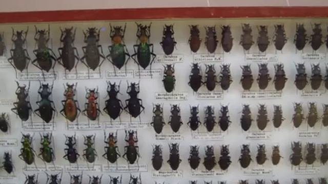 Carabidae. Жужелицы.