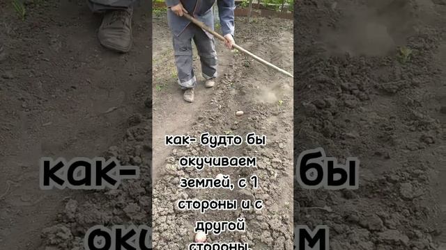 Посадка картофеля на даче