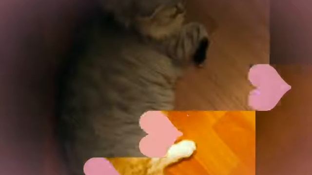 Мой британский, пушистый котик. Фото моего котенка Тимки).