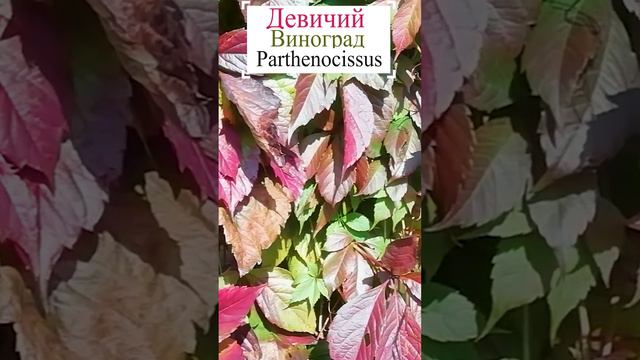 Девичий виноград (Parthenocissus)🍁