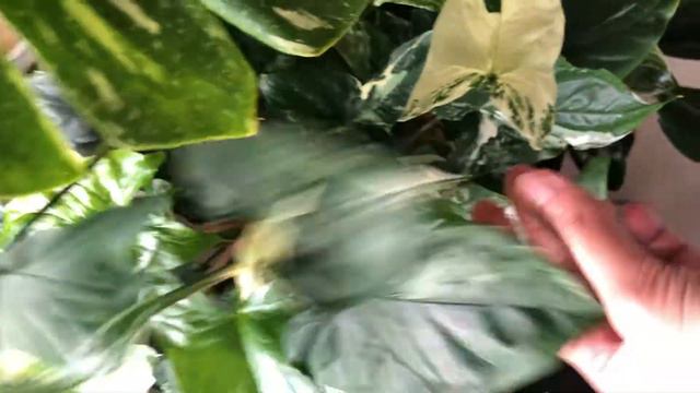 My syngonium albo variegata  💕