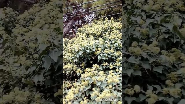 Пчелы на цветущем кавказском плюще.