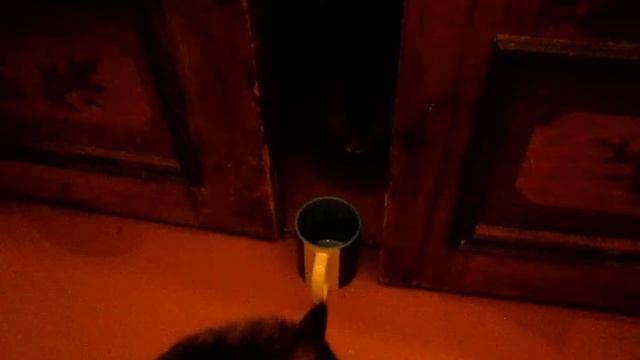 коты и валерьянка