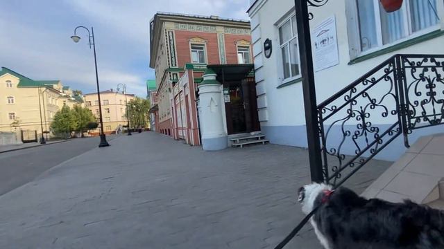 Старо-Татарская слобода. Австралийская овчарка ходит по улицам Казани.