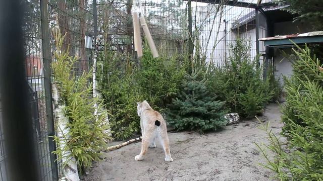 Калининградский зоопарк, рысь с трубочками