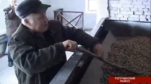 Областные лесхозы заканчивают заготовку семян для посадки хвойных деревьев