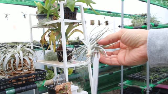 Tillandsia Air Plants 틸란시아 스위트이자벨 sweet isabel