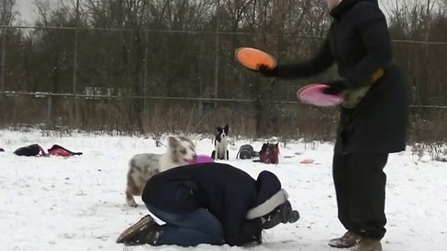 Дог фризби тренировка. Когда в Москве всё ещё был снег...