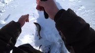 ХАРИУС! ТАСКАЕМ КАБАНОВ! СНАСТИ РВУТСЯ!