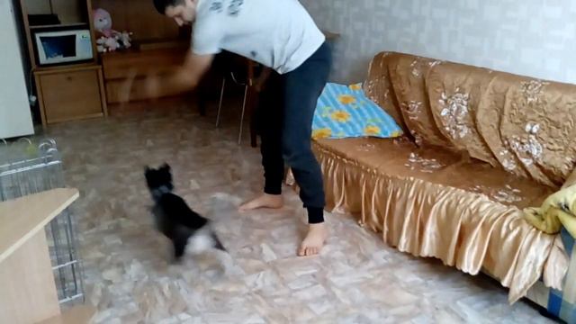 Щенок хаски Играет с хозяином