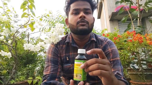 মিরাকুলান(Miraculan)কখন গাছে ব্যবহার করা যাবে না | How to use Miraculan |Best Plant Growth Regulato
