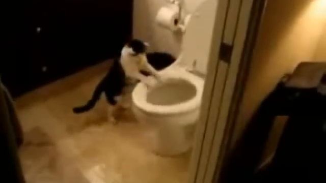 Ржач и прикол  Счастливый кот смывает унитаз