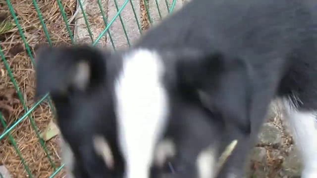 Border Collie x Husky pups 6 weeks - Lasco
