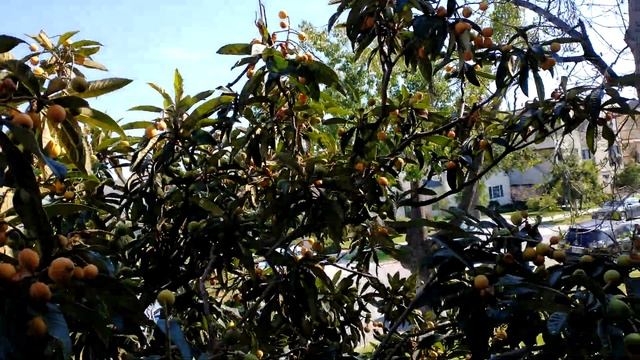 Мушмула японская Loquat.