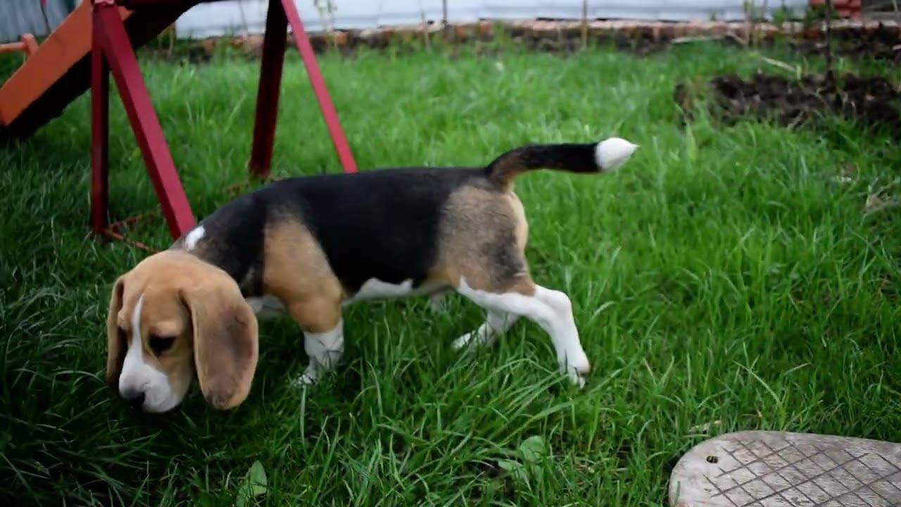 кобель щенок бигль продажа