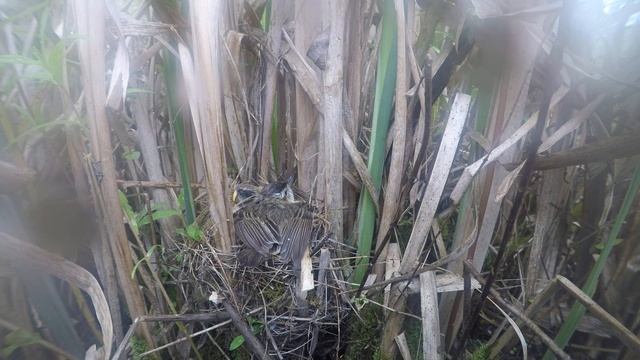 Камышовка барсучок 170617 2 4К 18июня 6