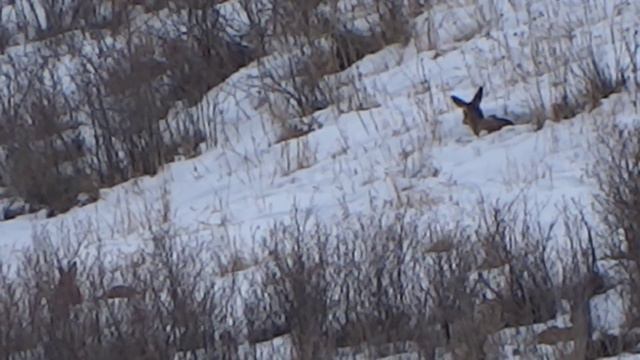 Косуля Roe Deer