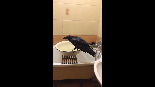 Чёрный ворон принимает ванну.