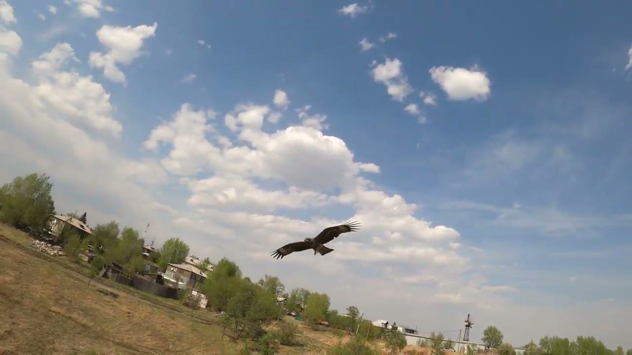полет за коршуном