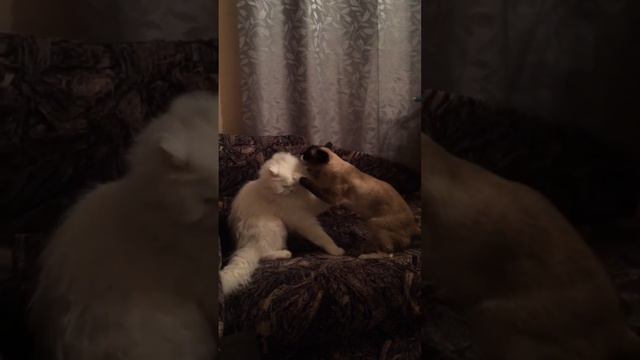 Любовь зла, полюбишь и котацаря)) смотреть до конца!! Ржачь