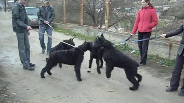 Семья Роман-Кош. сбор детей