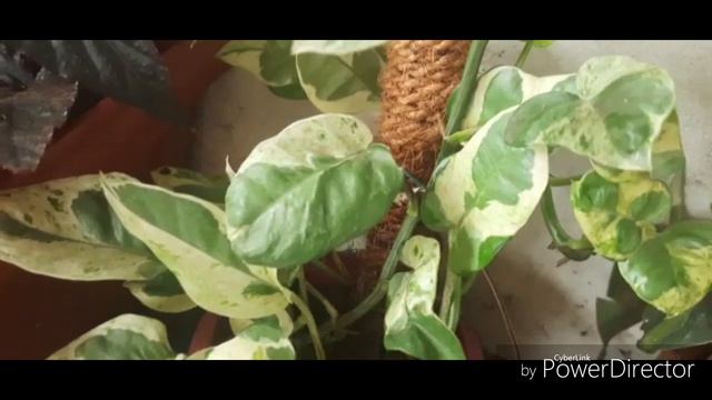 moss stick plant / pothos / philodedron / syngonium in malayalam
