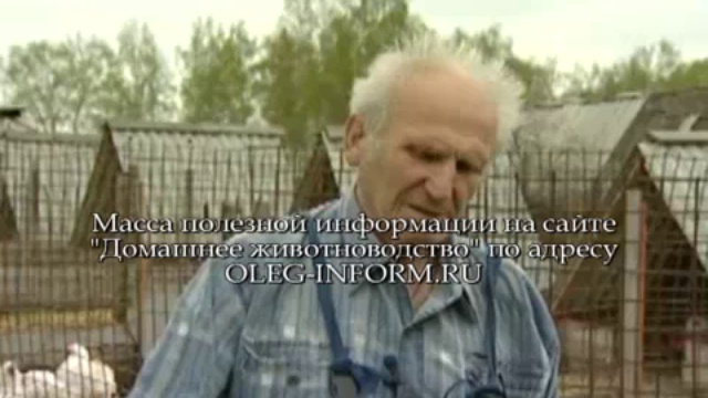 Содержание гусей на oleg-inform.ru