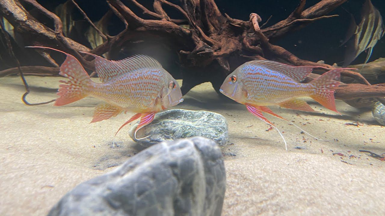 Нерест Geophagus altifrons