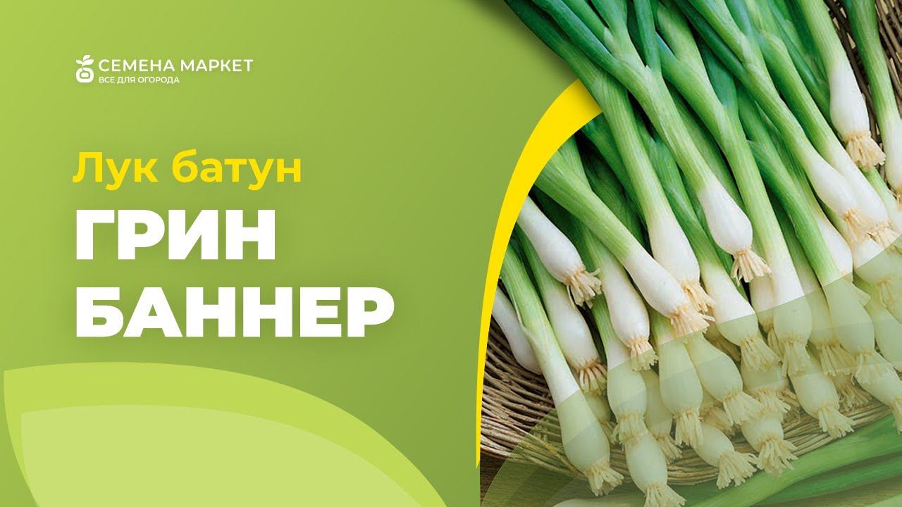 Лук батун ГРИН БАННЕР | #зеленыйлук  #зелень #огород #рассада #семена #семенамаркет