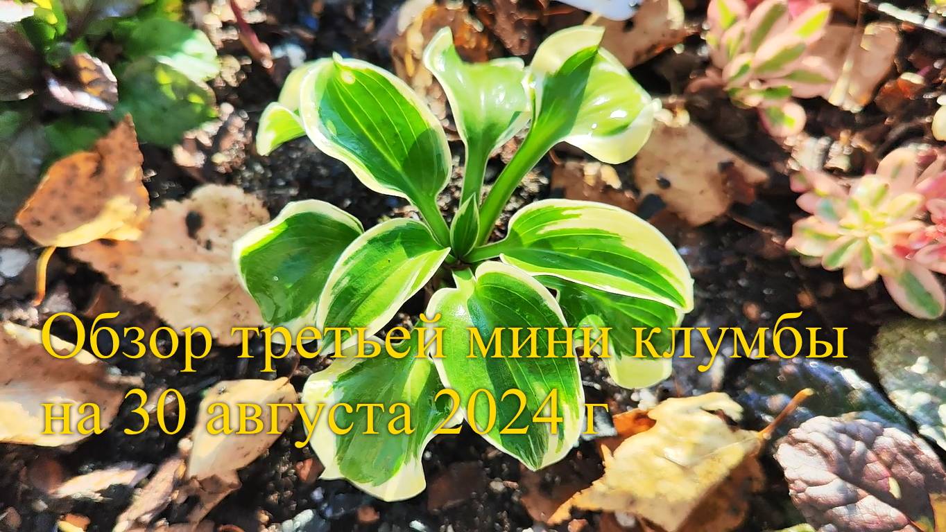 Обзор третьей мини клумбы с хостами август 2024г