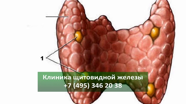 щитовидная железа