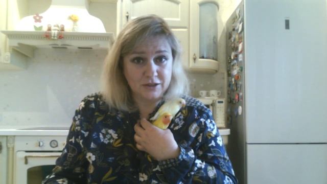 новые птенцы неразлучников. Выкормыши. Нас осталось только два.