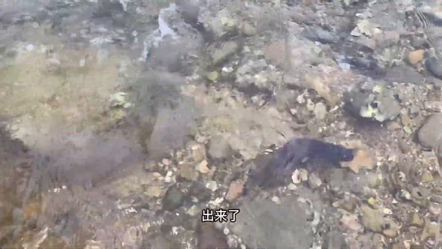 牛牛趕海，發現八爪魚貓眼螺滿地爬，一個人撿的不亦樂乎【牛牛趕海海鮮】