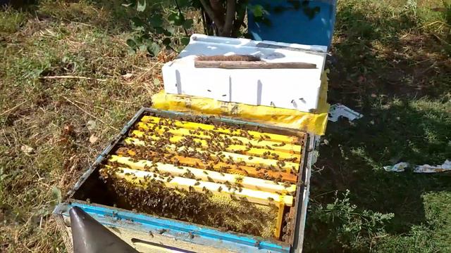 Качка мёда 27-28 августа 😲🍯. Пчелы сошли с ума 📣🐝🐝🐝