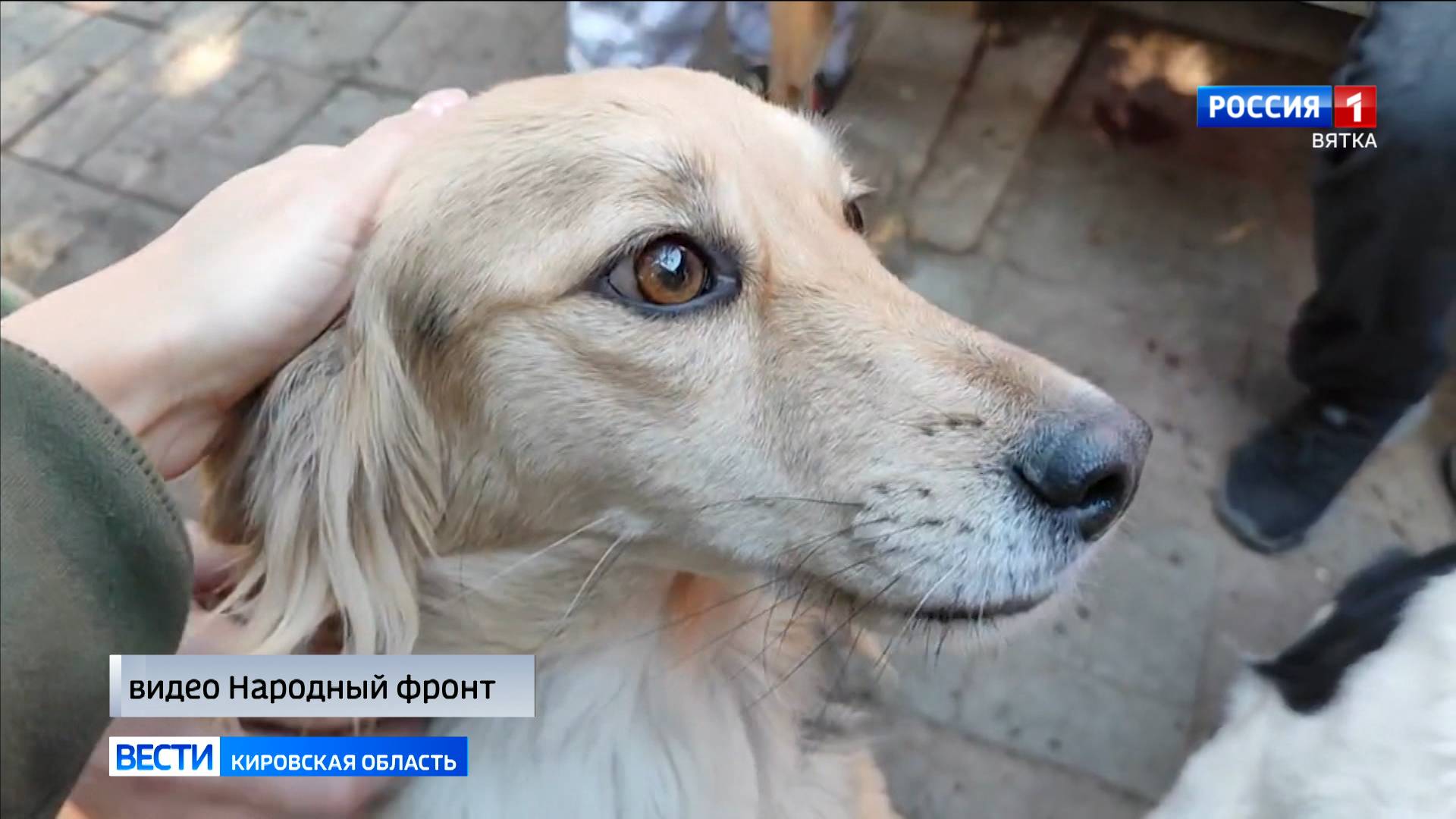 Кировчане могут помочь тяжелобольным животным Донбасса