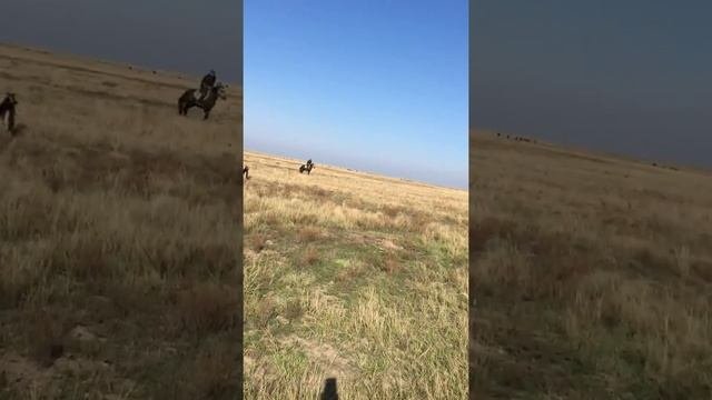 Покатушки на одной лошадке
