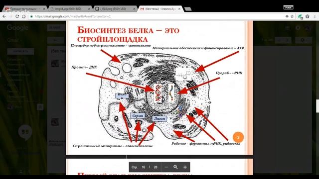 Биология 10 класс 16-17 неделя ДНК носитель наследственности. Биосинтез белка
